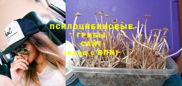 дмт Богданович